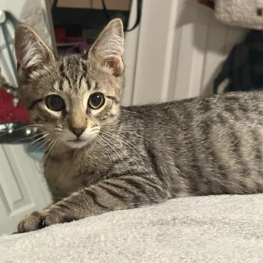 A baby medium-sized male Tabby (Buff / Tan / Fawn) Domestic Short Hair cat named Daniel for adoption in Beaufort, SC