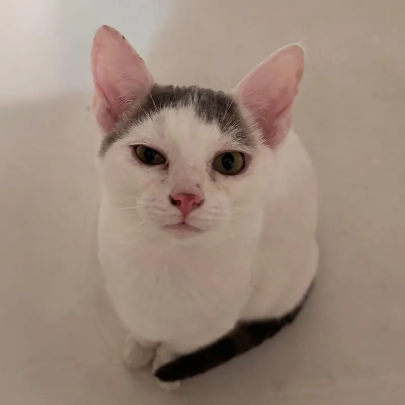 Cassanova thumbnail 3