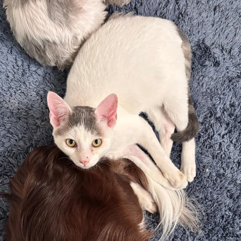 Cassanova thumbnail 4