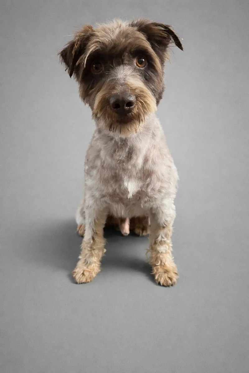 An adult small-sized male Miniature Schnauzer dog named Rambo for adoption in GREENVILLE, NC