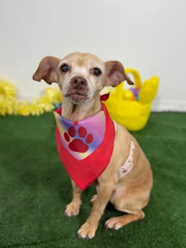 An adult small-sized female Yellow / Tan / Blond / Fawn Chihuahua dog named Yiyi for adoption in Carlsbad, CA