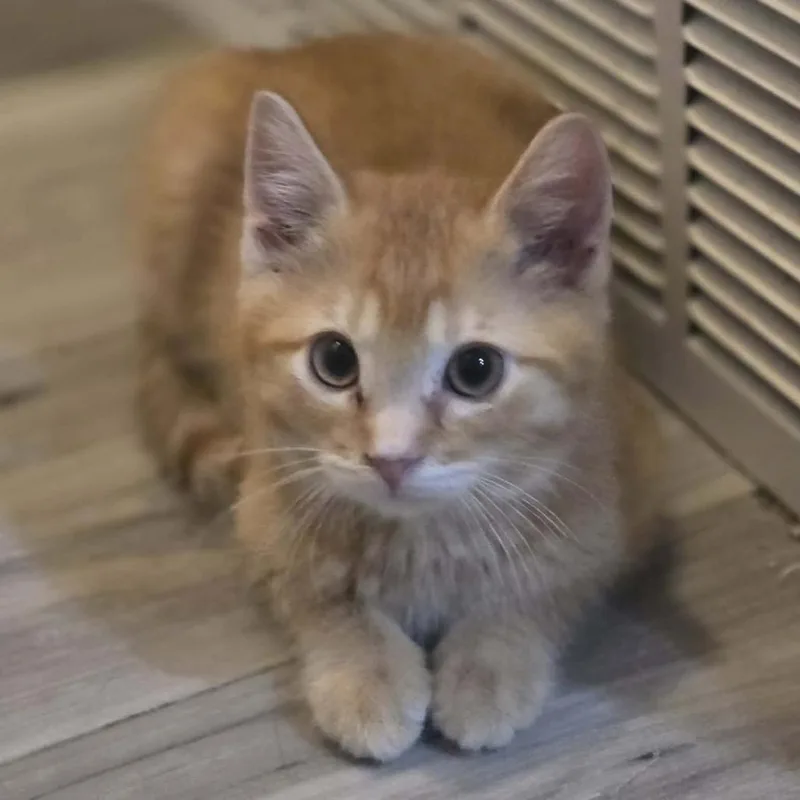 A baby small-sized male Orange / Red Domestic Short Hair cat named Salmon Casper for adoption in Eagle Mountain, UT