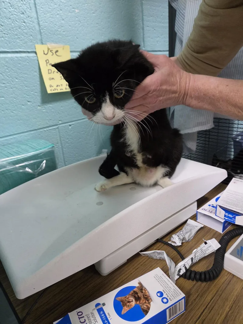 An adult medium-sized female Black & White / Tuxedo Domestic Short Hair cat named Miyana for adoption in Trenton, NJ