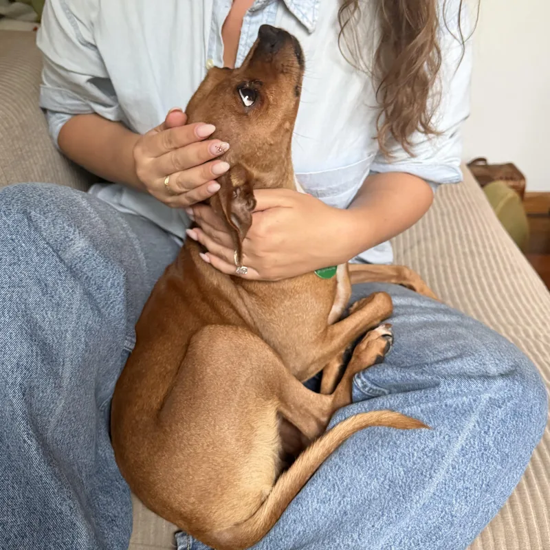 A young small-sized male Red / Chestnut / Orange Chihuahua dog named Paco for adoption in Brooklyn, NY