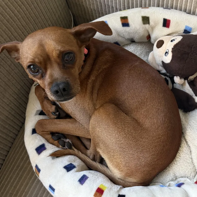 Paco thumbnail 3