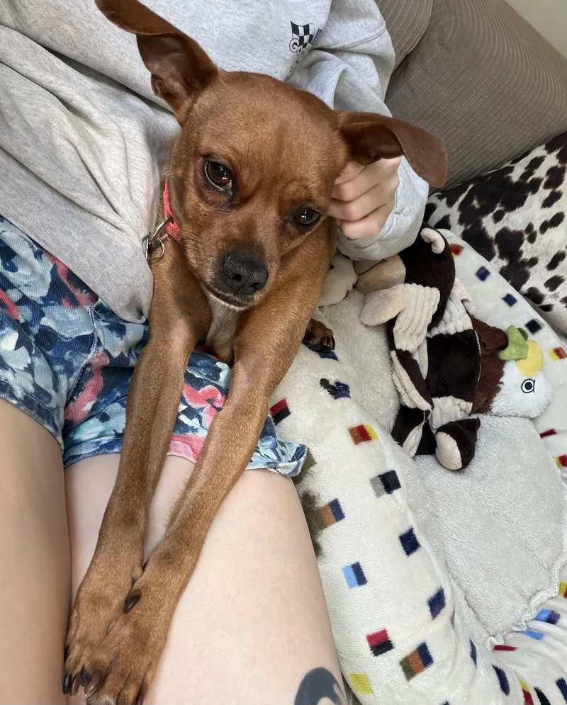 Paco thumbnail 4