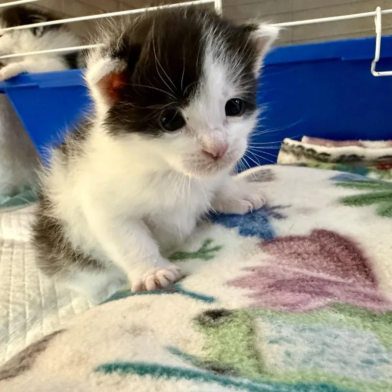 A baby small-sized male Black Domestic Short Hair cat named Zorro for adoption in Columbus, NC