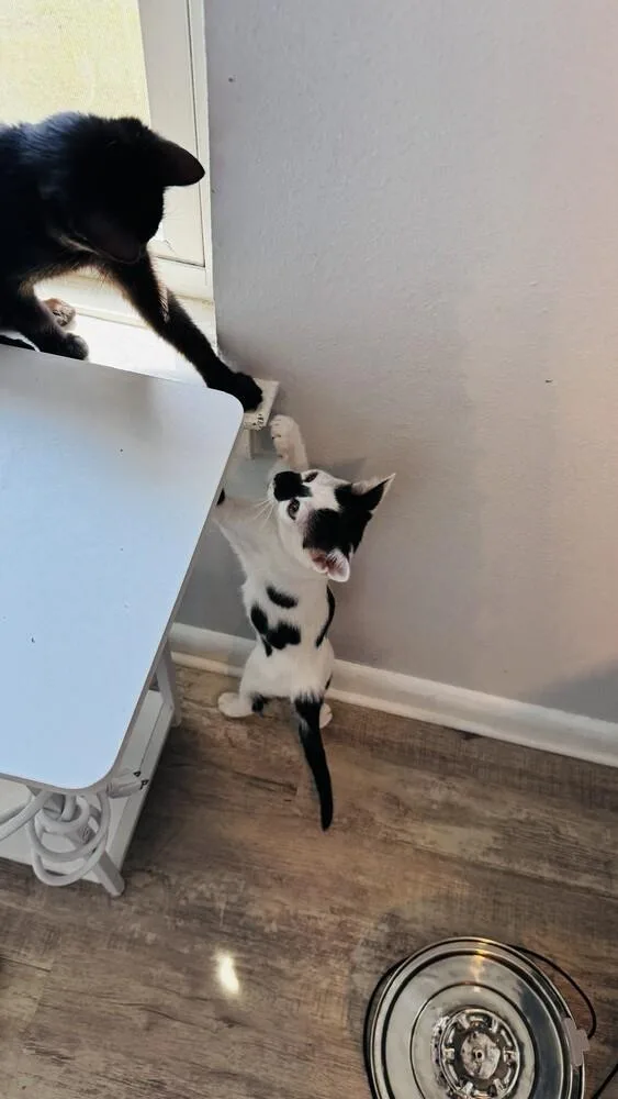 A baby small-sized female Black & White / Tuxedo Domestic Short Hair cat named Pepper for adoption in Dallas, TX