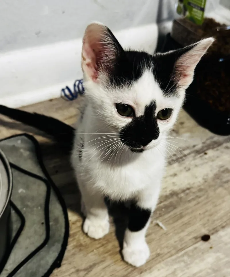 Pepper thumbnail 2