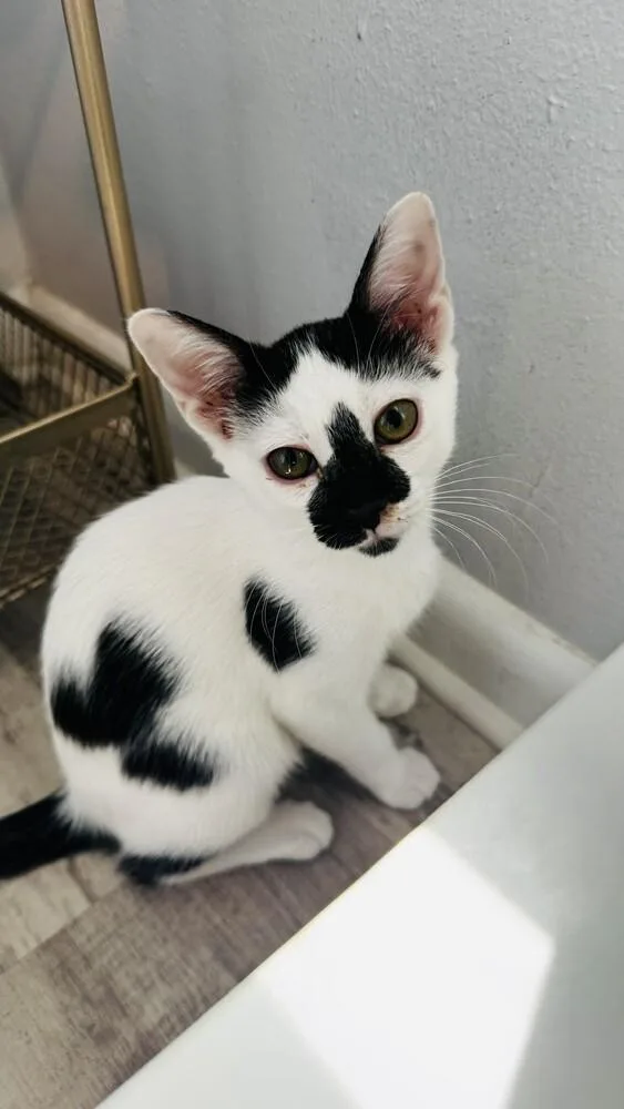 Pepper thumbnail 3