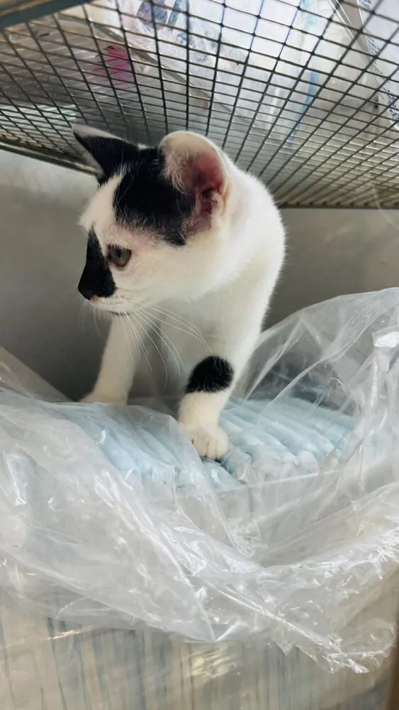 Pepper thumbnail 5