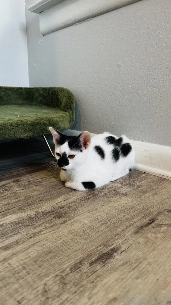 Pepper thumbnail 6