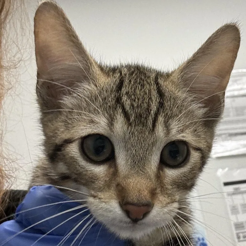 A baby small-sized male Brown / Chocolate Domestic Short Hair cat named Helium for adoption in Jacksonville, FL
