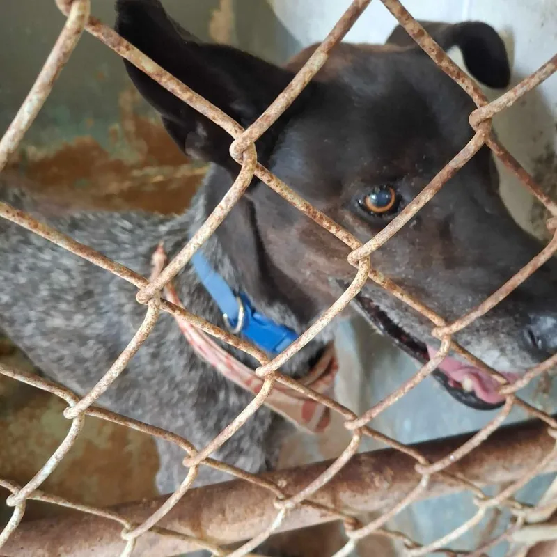 An adult medium-sized male Black Pointer dog named Oreo for adoption in Edinburg, TX