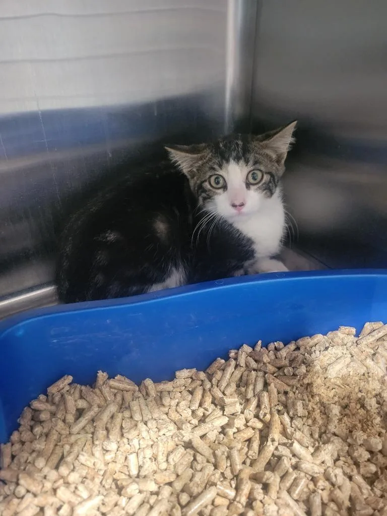 A baby medium-sized male Domestic Short Hair cat named Auggie for adoption in Ashland, WI