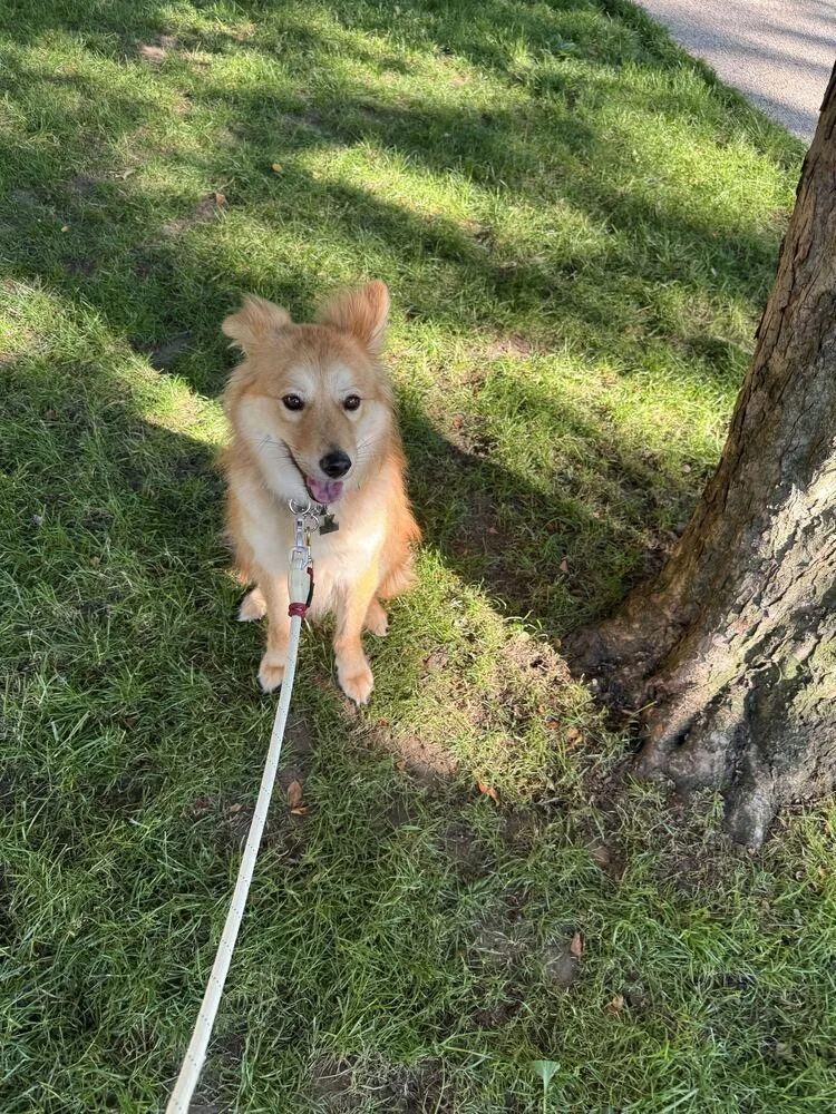 A young medium-sized male Jindo dog named Miso for adoption in Long Island City, NY