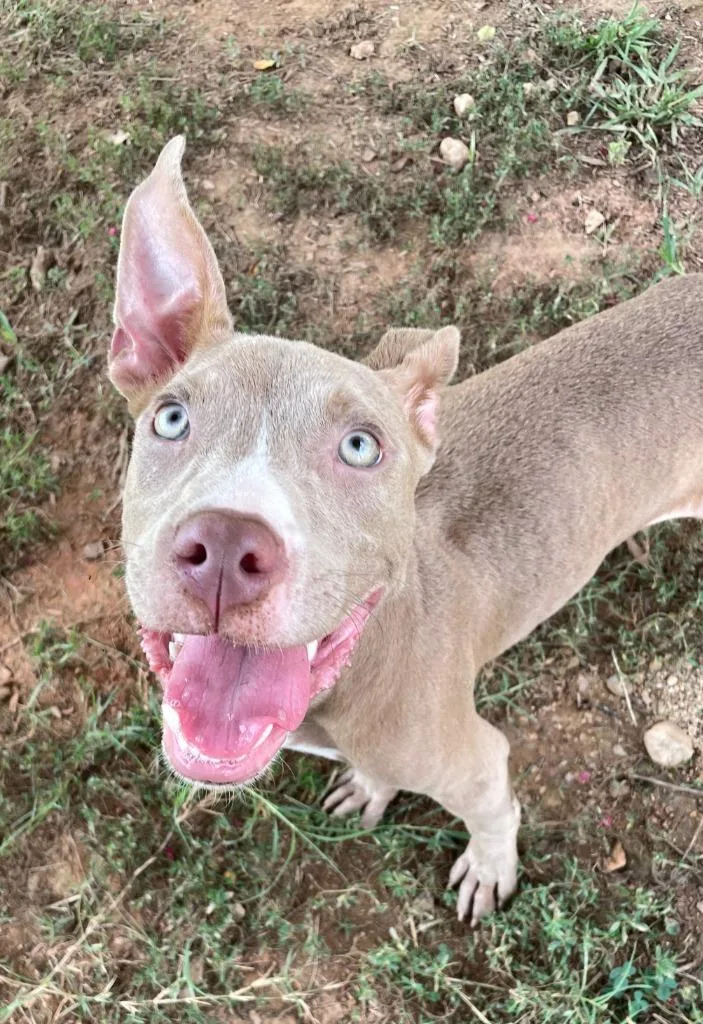 A baby medium-sized male Terrier dog named Gordy for adoption in Fort Mill, SC