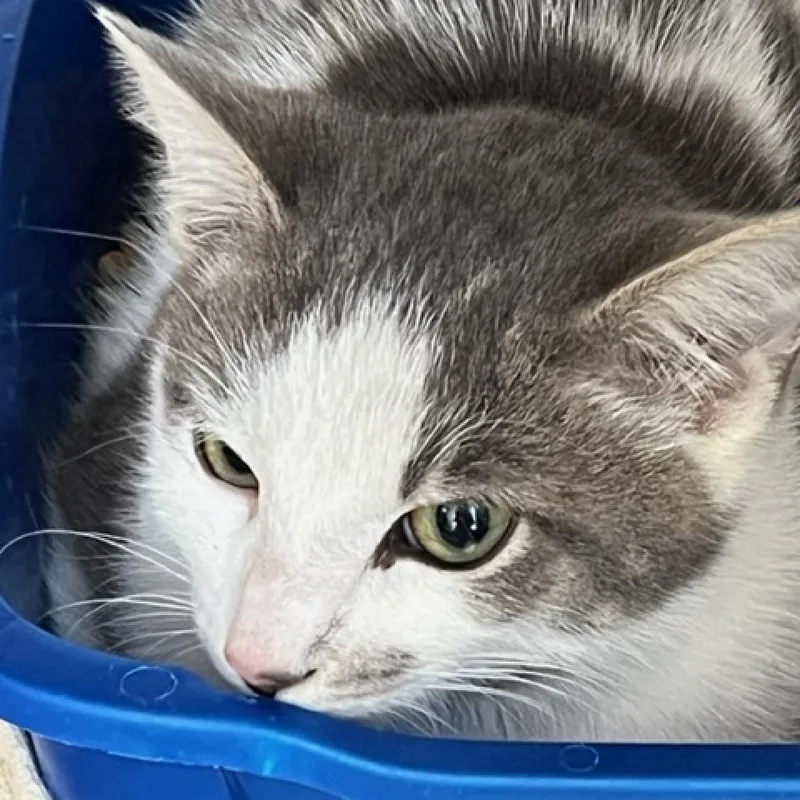 An adult medium-sized male Domestic Short Hair cat named Max for adoption in Cumming, GA