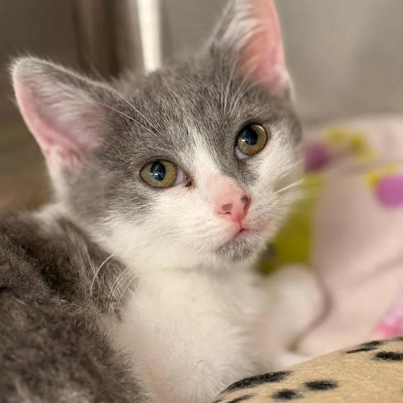 A baby small-sized male Domestic Short Hair cat named Stormy Clouds for adoption in Cumming, GA