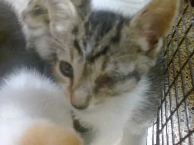 A baby small-sized male Domestic Short Hair cat named Ivory for adoption in Miami, FL