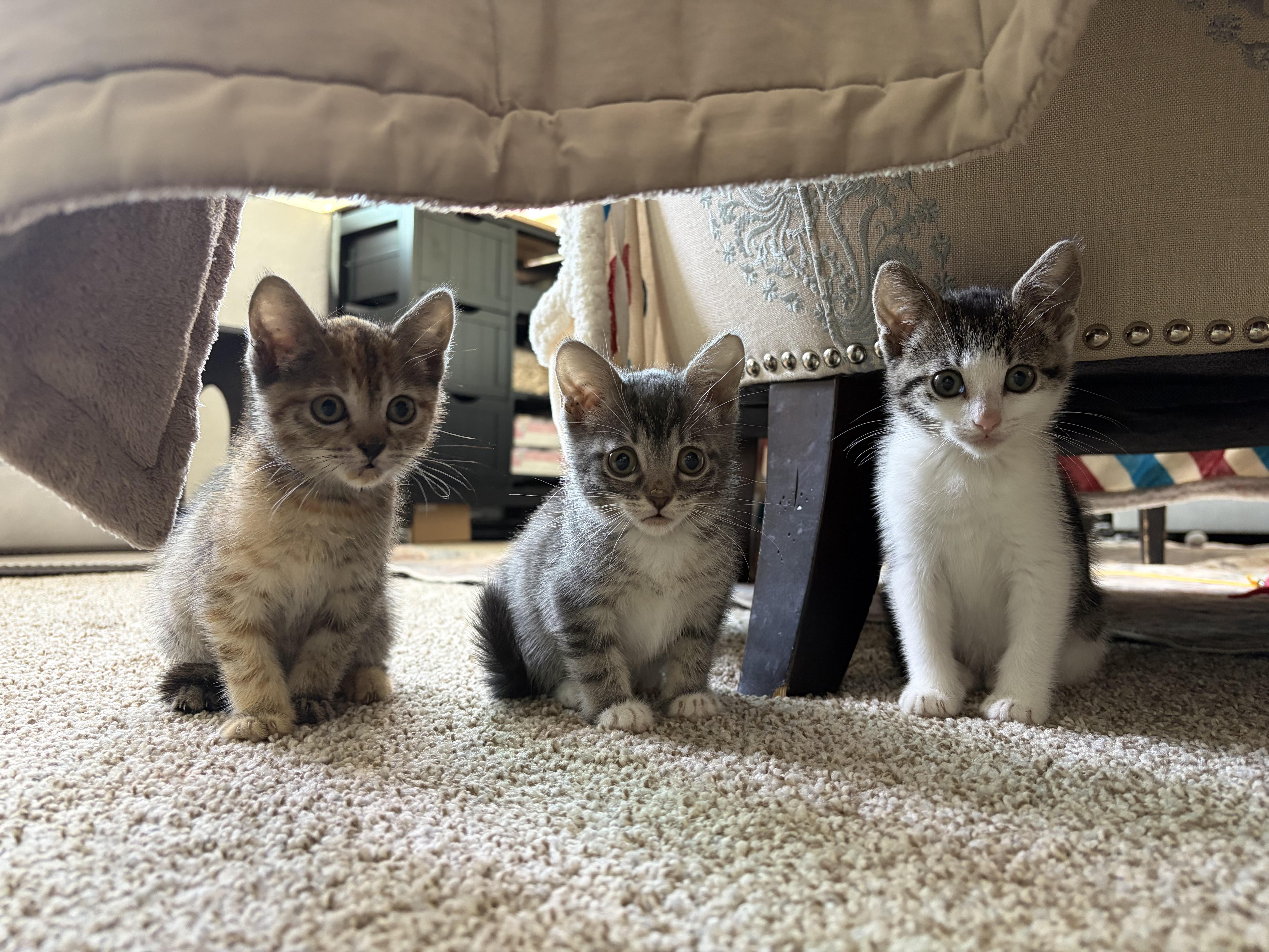 A baby small-sized female Domestic Short Hair cat named Paige for adoption in Long Beach, CA