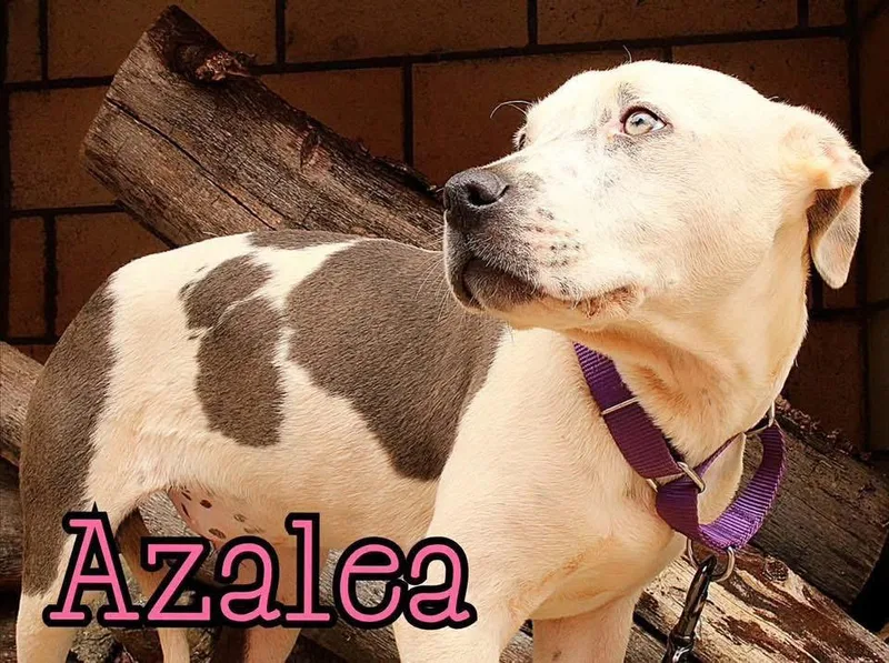 Azalea