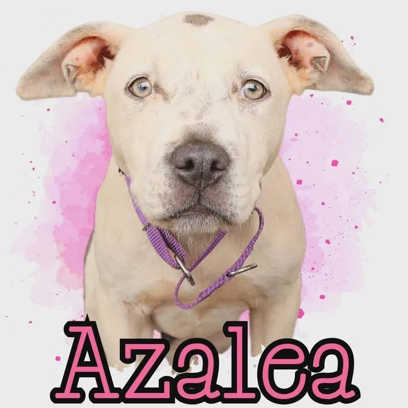 Azalea thumbnail 2