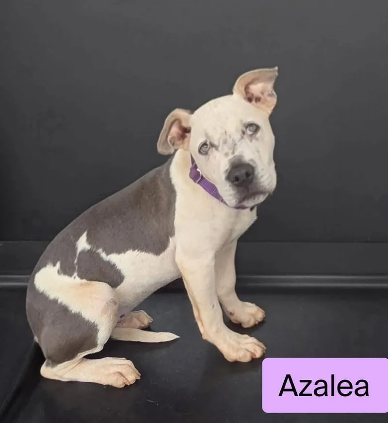Azalea thumbnail 3