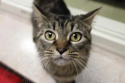 Miss Floofs thumbnail 2