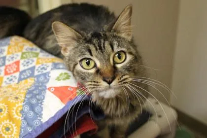 Miss Floofs thumbnail 3