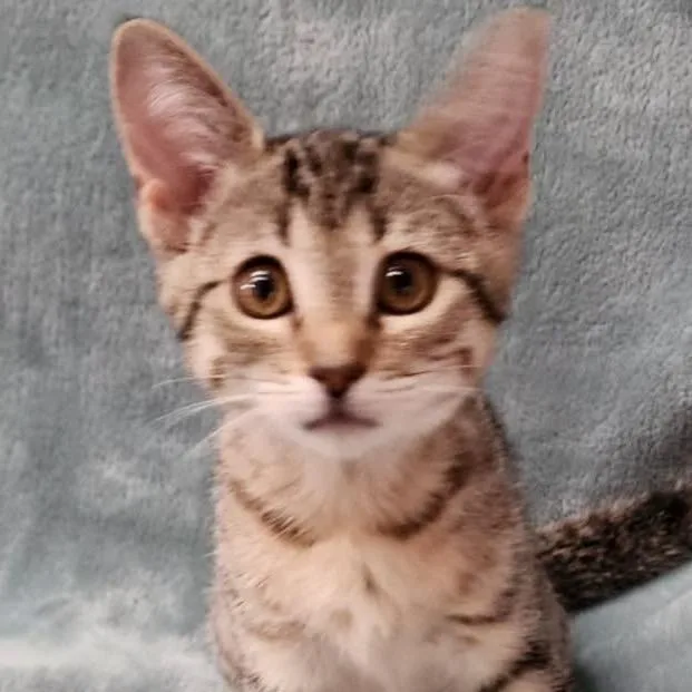 A baby small-sized female Brown / Chocolate Domestic Short Hair cat named Watermelon for adoption in Orangevale, CA