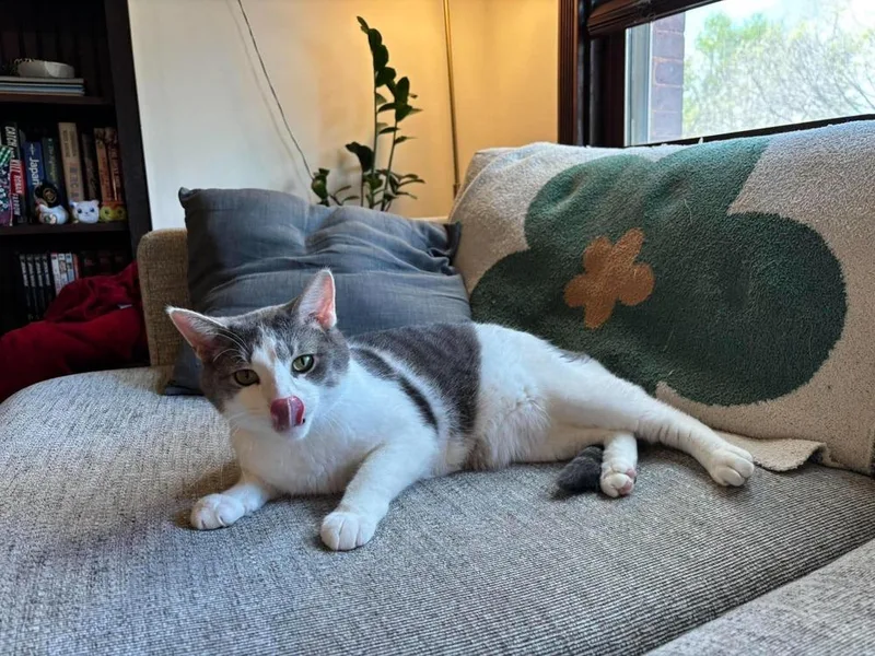 A young large-sized male Gray & White Domestic Short Hair cat named Sausage Link for adoption in Chicago, IL