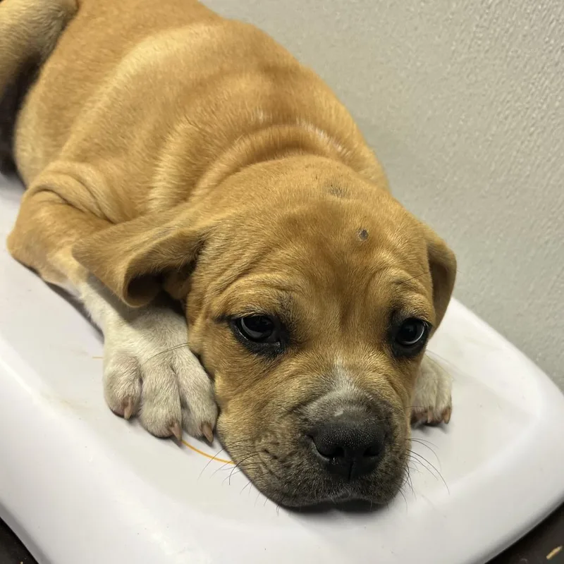 A baby small-sized male Yellow / Tan / Blond / Fawn Boxer dog named Seymore for adoption in Tampa, FL