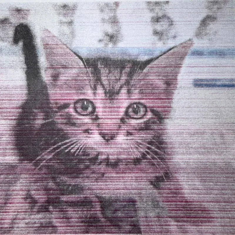 A baby small-sized male Brown / Chocolate Domestic Short Hair cat named Dean for adoption in San Antonio, TX