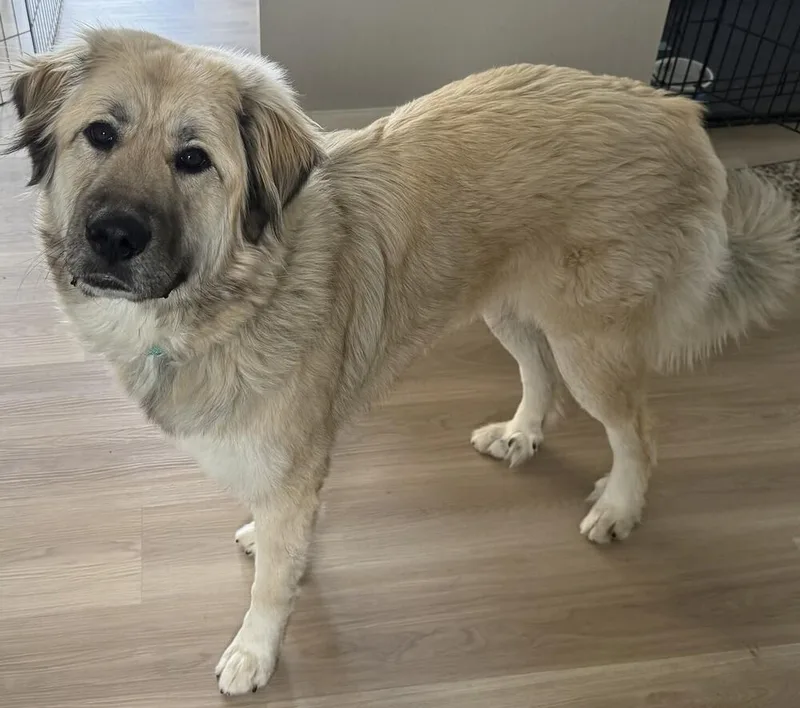 An adult large-sized female Great Pyrenees dog named Quinny Pka Quinlan for adoption in Dallas, TX