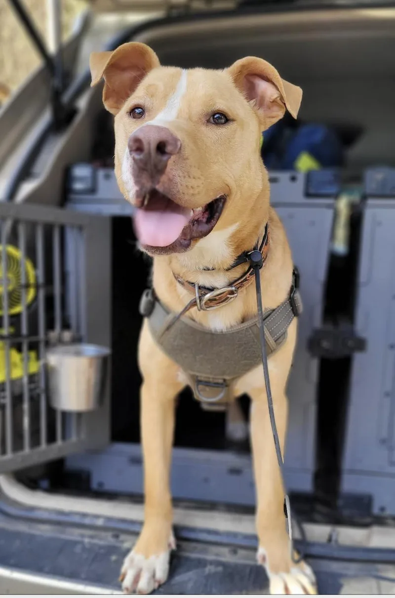 An adult large-sized male Pit Bull Terrier dog named Wyatt for adoption in Sherman Oaks, CA