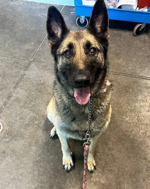 An adult large-sized female German Shepherd Dog dog named Aster for adoption in Tavares, FL