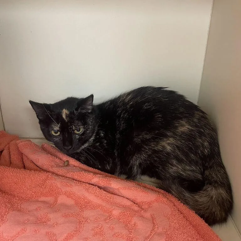 A young medium-sized female Tortoiseshell Domestic Short Hair cat named Cinder for adoption in Newark, DE