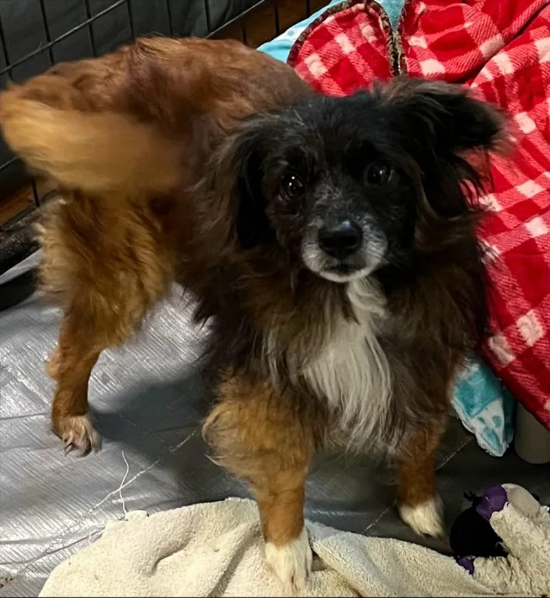 An adult small-sized male Pomeranian dog named Hector for adoption in Thompson Falls, MT