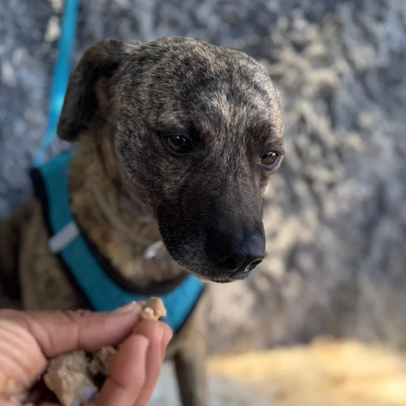 An adult medium-sized male Brindle Labrador Retriever dog named Spencer for adoption in San Diego, CA