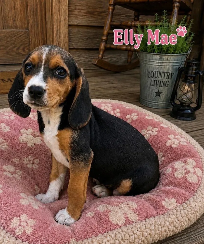 Elly Mae  Country thumbnail 3