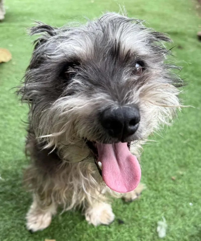 An adult small-sized male Standard Schnauzer dog named Lisbon for adoption in San Diego, CA