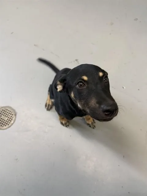 A baby small-sized female Labrador Retriever dog named Myra for adoption in Corpus Christi, TX