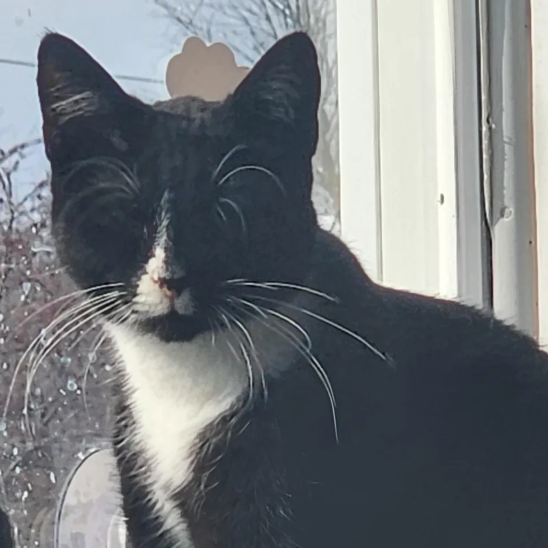 A young medium-sized female Black & White / Tuxedo Domestic Short Hair cat named Francies for adoption in Tama, IA