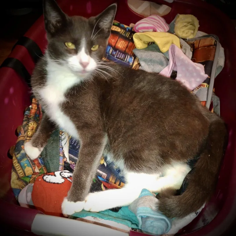 A young medium-sized male Tuxedo cat named Mateo for adoption in Piedmont, MO