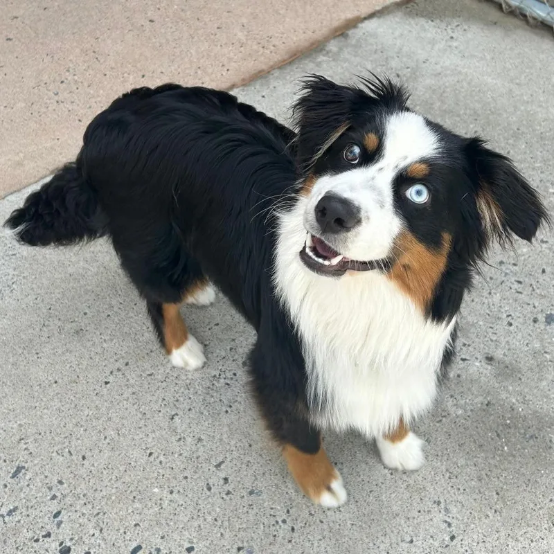 A young medium-sized male Australian Shepherd dog named Birch for adoption in Cumming, GA