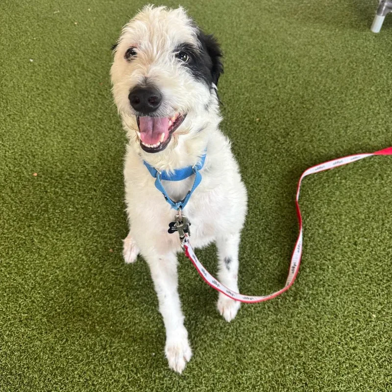 An adult medium-sized male Black Wirehaired Terrier dog named Mr. Peabody for adoption in West Palm Beach, FL