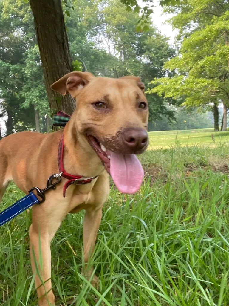 An adult medium-sized female Pit Bull Terrier dog named Galaga for adoption in Berlin, MD