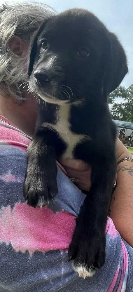 A baby large-sized male Tricolor (Brown, Black, & White) Labrador Retriever dog named Connauton Rawly for adoption in Broomfield, CO