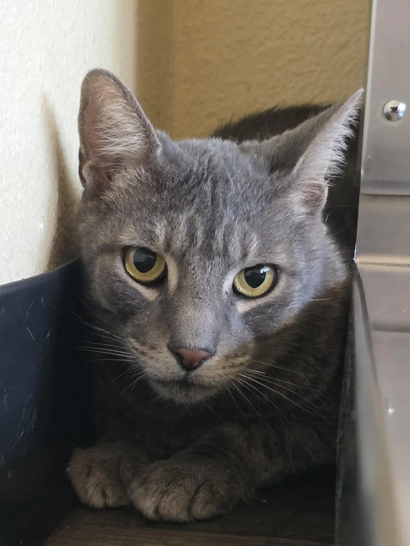 An adult medium-sized male Gray / Blue / Silver Domestic Short Hair cat named Thunder for adoption in Mission Viejo, CA